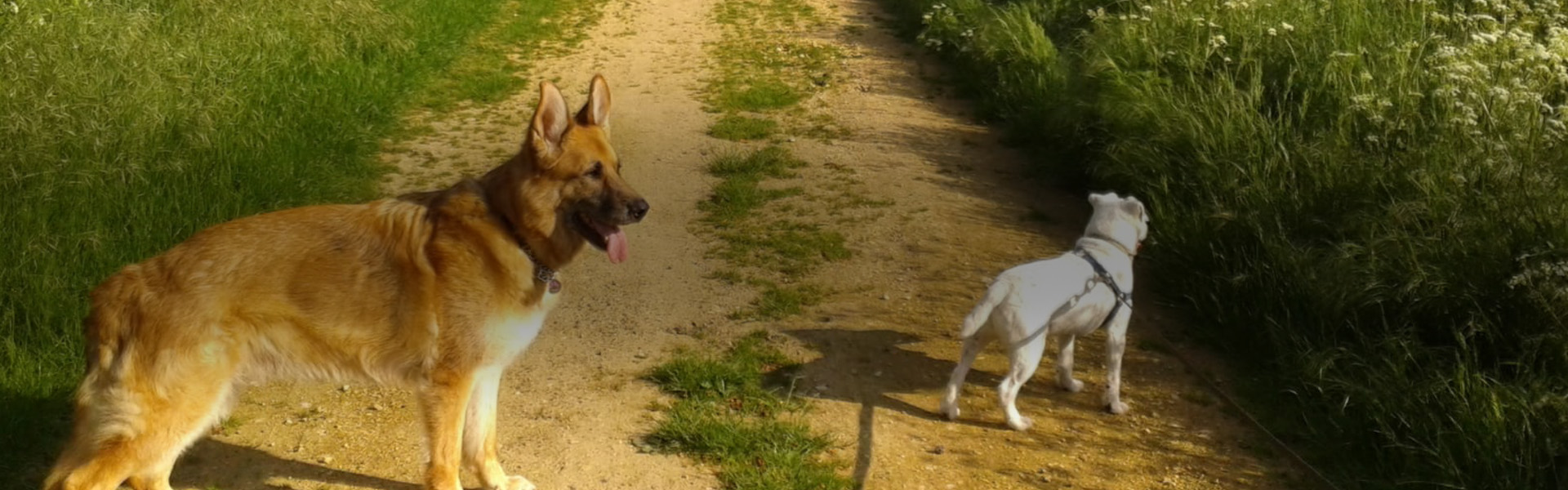 Elderberry Kennels Sleaford Road, Bracebridge Heath, Lincoln LN4 2HR